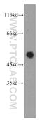 Neuronal Differentiation 1 antibody, 12081-1-AP, Proteintech Group, Western Blot image 