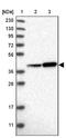 Mas-related G-protein coupled receptor member D antibody, NBP1-91964, Novus Biologicals, Western Blot image 