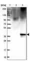 Enkurin, TRPC Channel Interacting Protein antibody, NBP2-38925, Novus Biologicals, Western Blot image 