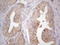Janus Kinase 2 antibody, CF806794, Origene, Immunohistochemistry frozen image 