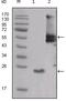 SRC-1 antibody, MA5-15398, Invitrogen Antibodies, Western Blot image 