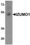 Izumo Sperm-Egg Fusion 1 antibody, NBP2-82097, Novus Biologicals, Western Blot image 