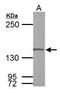POLG antibody, GTX100398, GeneTex, Western Blot image 