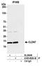 CLDN7 antibody, A305-892A-M, Bethyl Labs, Immunoprecipitation image 