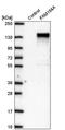 Family With Sequence Similarity 184 Member A antibody, PA5-65321, Invitrogen Antibodies, Western Blot image 