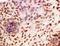 Gametogenetin antibody, orb157124, Biorbyt, Immunohistochemistry paraffin image 