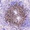 CD5 Molecule antibody, A00480-2, Boster Biological Technology, Immunohistochemistry frozen image 