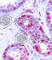 Jun Proto-Oncogene, AP-1 Transcription Factor Subunit antibody, AP0126, ABclonal Technology, Immunohistochemistry paraffin image 