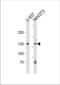 Tripartite Motif Containing 24 antibody, TA324630, Origene, Western Blot image 