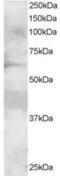 Growth Factor Receptor Bound Protein 7 antibody, MBS421243, MyBioSource, Western Blot image 