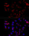 Elongation Factor Tu GTP Binding Domain Containing 2 antibody, 22-651, ProSci, Immunofluorescence image 