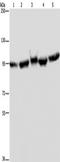 Heat shock protein HSP 90-alpha antibody, TA349210, Origene, Western Blot image 
