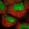 Homeobox B2 antibody, NBP2-56905, Novus Biologicals, Immunofluorescence image 