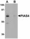 Protein Inhibitor Of Activated STAT 4 antibody, LS-C108719, Lifespan Biosciences, Western Blot image 