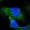 Microtubule Associated Protein RP/EB Family Member 1 antibody, NBP1-84928, Novus Biologicals, Immunofluorescence image 