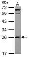 Mitochondrial Ribosomal Protein S26 antibody, PA5-31595, Invitrogen Antibodies, Western Blot image 