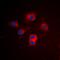 BCL2 Like 1 antibody, orb304697, Biorbyt, Immunofluorescence image 