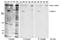 MLL antibody, LS-C72739, Lifespan Biosciences, Western Blot image 