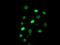 DNA excision repair protein ERCC-1 antibody, LS-C173772, Lifespan Biosciences, Immunofluorescence image 
