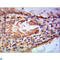 General Transcription Factor IIB antibody, LS-C813129, Lifespan Biosciences, Immunohistochemistry paraffin image 