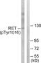 Ret Proto-Oncogene antibody, PA5-38326, Invitrogen Antibodies, Western Blot image 