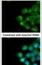 Phospholipid Scramblase 1 antibody, PA5-21649, Invitrogen Antibodies, Immunofluorescence image 