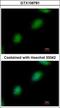 TP53RK Binding Protein antibody, GTX106781, GeneTex, Immunocytochemistry image 