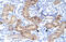 DMRT Like Family A2 antibody, 27-808, ProSci, Immunohistochemistry frozen image 