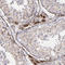 Monoamine Oxidase B antibody, HPA002328, Atlas Antibodies, Immunohistochemistry paraffin image 