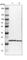 Mannose-P-Dolichol Utilization Defect 1 antibody, HPA014845, Atlas Antibodies, Western Blot image 