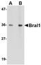 Hyaluronan and proteoglycan link protein 2 antibody, NBP1-77322, Novus Biologicals, Western Blot image 