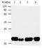 BH3 Interacting Domain Death Agonist antibody, orb107351, Biorbyt, Western Blot image 