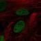 Zinc finger protein DPF3 antibody, NBP2-49494, Novus Biologicals, Immunofluorescence image 
