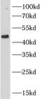 C-Src kinase antibody, FNab02017, FineTest, Western Blot image 
