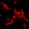 Albumin antibody, orb153719, Biorbyt, Immunofluorescence image 