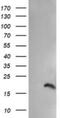 Peptidylprolyl Isomerase Like 3 antibody, NBP2-45901, Novus Biologicals, Western Blot image 