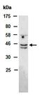 NADPH oxidase organizer 1 antibody, orb67292, Biorbyt, Western Blot image 