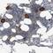 Sodium leak channel non-selective protein antibody, HPA031889, Atlas Antibodies, Immunohistochemistry frozen image 