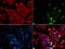 Tumor Protein P53 Binding Protein 1 antibody, 19-839, ProSci, Immunofluorescence image 