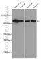 Taxilin Alpha antibody, 27558-1-AP, Proteintech Group, Western Blot image 