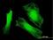 Defective In Cullin Neddylation 1 Domain Containing 3 antibody, H00123879-B01P, Novus Biologicals, Immunocytochemistry image 