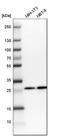 Coiled-Coil-Helix-Coiled-Coil-Helix Domain Containing 3 antibody, HPA042935, Atlas Antibodies, Western Blot image 