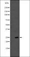 PROP Paired-Like Homeobox 1 antibody, orb335419, Biorbyt, Western Blot image 