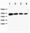BCL2 Associated Athanogene 1 antibody, PA5-78852, Invitrogen Antibodies, Western Blot image 