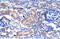 Ckbeta3 antibody, ARP35151_T100, Aviva Systems Biology, Immunohistochemistry frozen image 