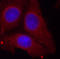 Growth Associated Protein 43 antibody, TA333203, Origene, Immunofluorescence image 
