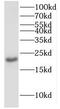 Iron-sulfur cluster assembly enzyme ISCU, mitochondrial antibody, FNab04402, FineTest, Western Blot image 