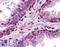 GID Complex Subunit 8 Homolog antibody, LS-B5022, Lifespan Biosciences, Immunohistochemistry paraffin image 