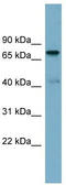 PIDD1 antibody, TA344851, Origene, Western Blot image 