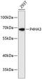 Prolyl 4-Hydroxylase Subunit Alpha 3 antibody, A10966, Boster Biological Technology, Western Blot image 